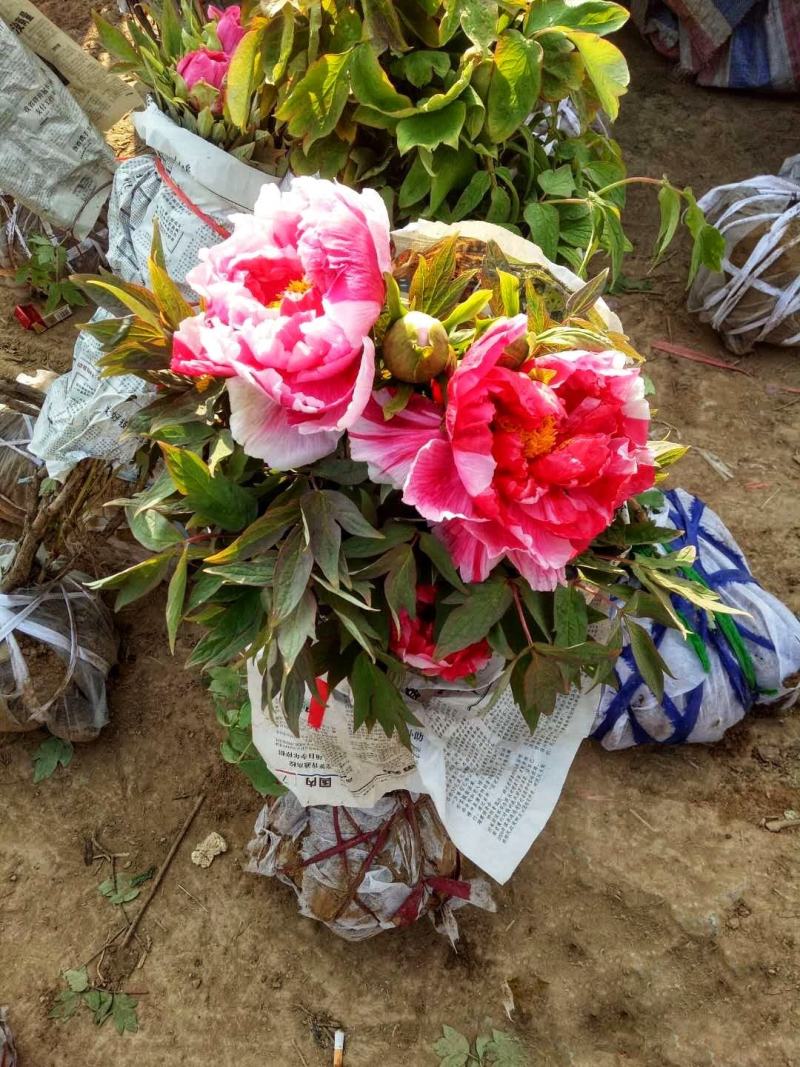 正宗洛阳牡丹花菏泽牡丹花保品种保质量保对版假一赔十