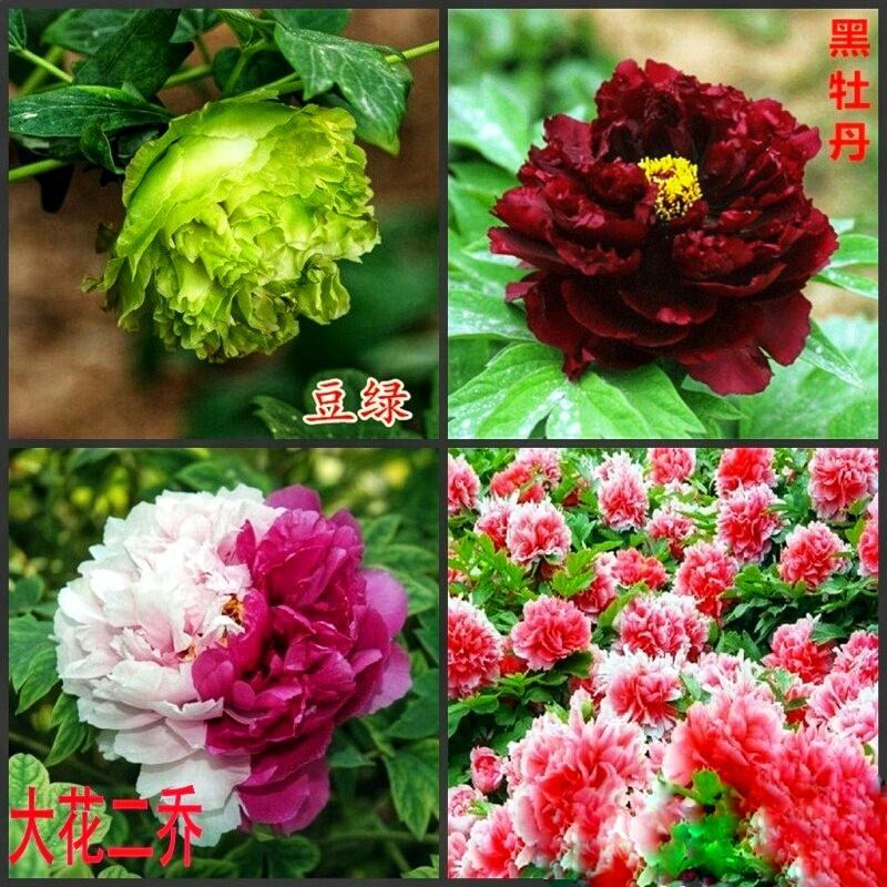 正宗洛阳牡丹花菏泽牡丹花保品种保质量保对版假一赔十