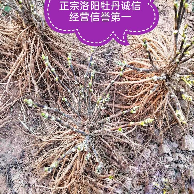 正宗洛阳牡丹花菏泽牡丹花保品种保质量保对版假一赔十