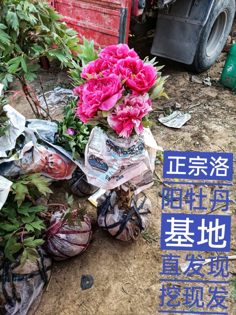 正宗洛阳牡丹花菏泽牡丹花保品种保质量保对版假一赔十