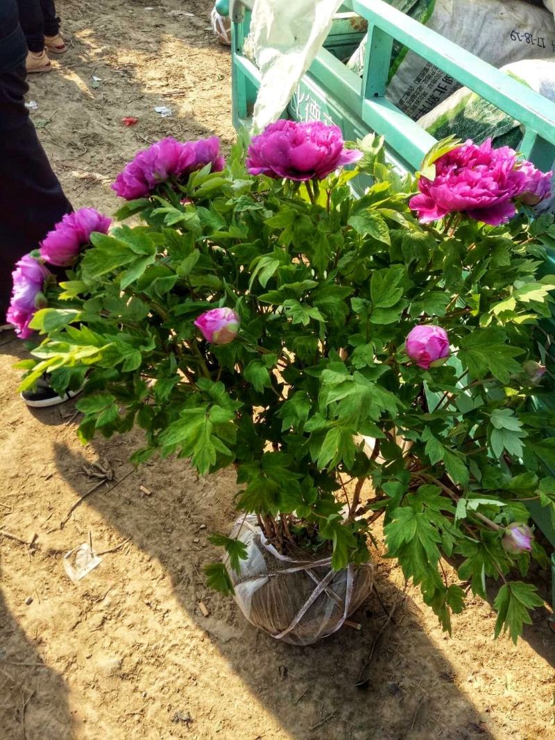 正宗洛阳牡丹花菏泽牡丹花保品种保质量保对版假一赔十