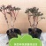 正宗洛阳牡丹花菏泽牡丹花保品种保质量保对版假一赔十