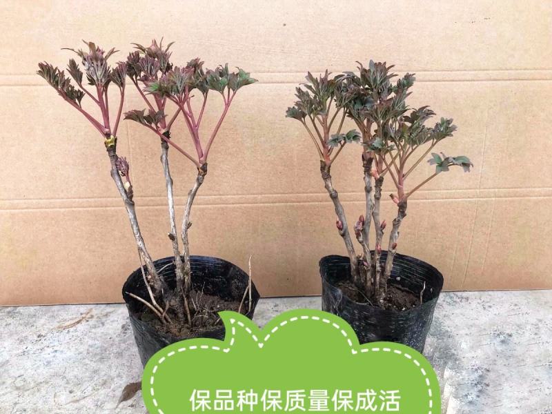 正宗洛阳牡丹花菏泽牡丹花保品种保质量保对版假一赔十