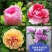 正宗洛阳牡丹花菏泽牡丹花保品种保质量保对版假一赔十