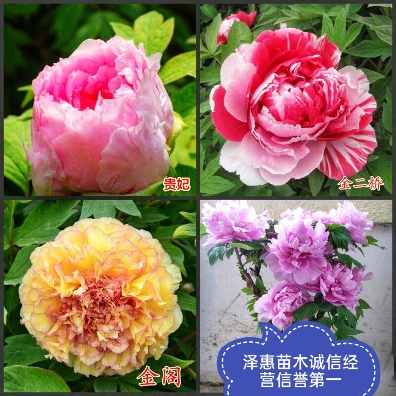 正宗洛阳牡丹花菏泽牡丹花保品种保质量保对版假一赔十