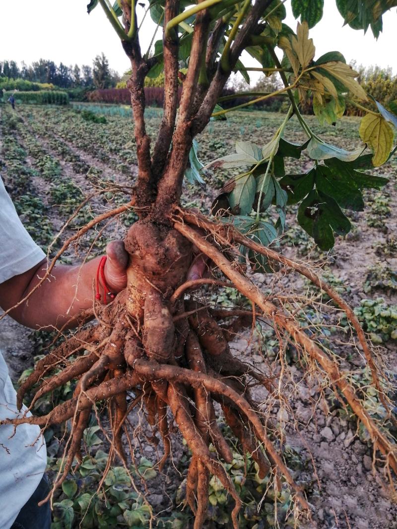 正宗洛阳牡丹花菏泽牡丹花保品种保质量保对版假一赔十