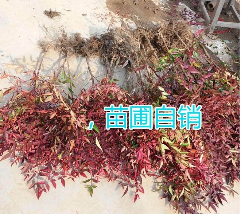 庭院观赏植物红叶植物南天竹苗盆栽竹子苗红天竹苗耐