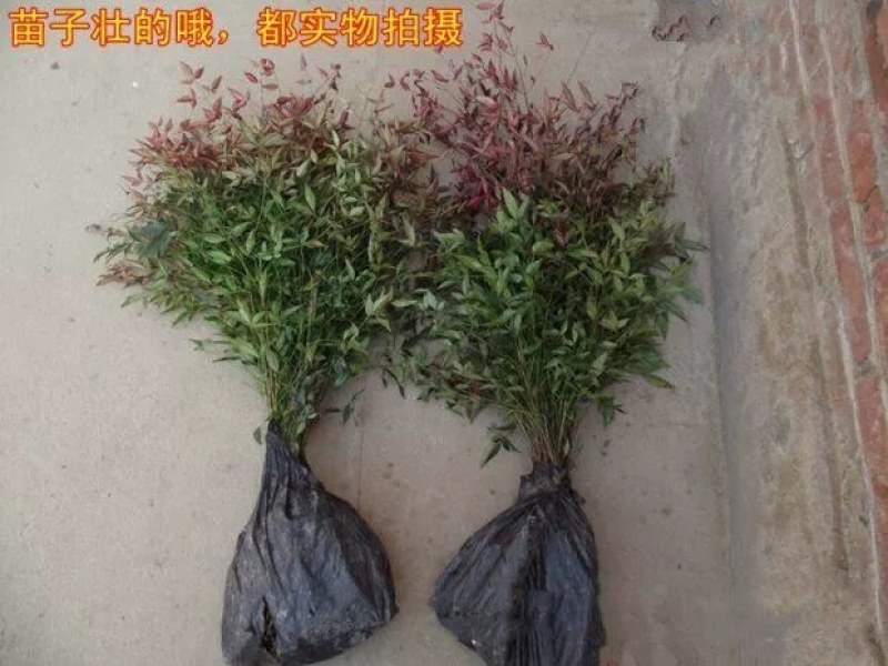 庭院观赏植物红叶植物南天竹苗盆栽竹子苗红天竹苗耐