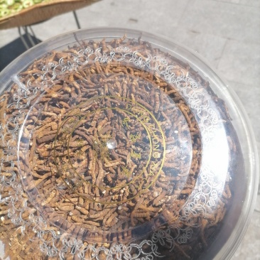 冬虫夏草，精品纯肉接国庆期间特价批发