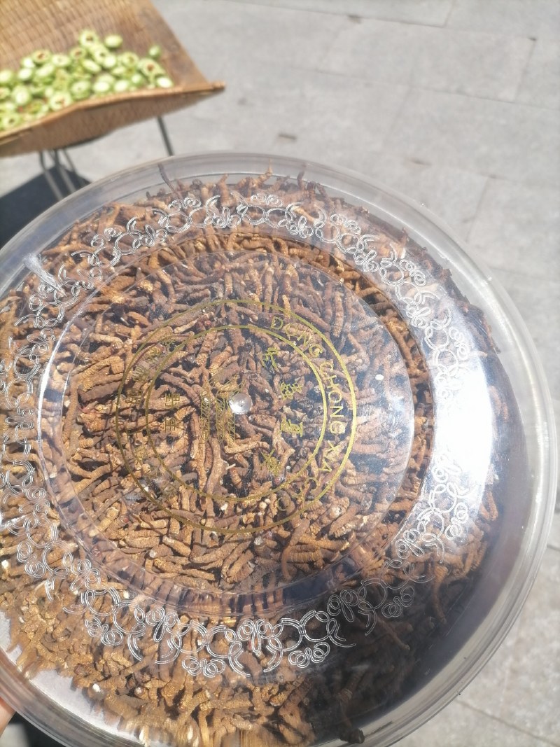 冬虫夏草，精品纯肉接国庆期间特价批发