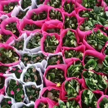 绿植盆栽多种(种类繁多，可以私聊发更多实景图，视频)