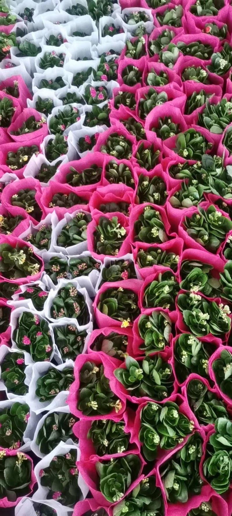 绿植盆栽多种(种类繁多，可以私聊发更多实景图，视频)