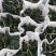 绿植盆栽多种(种类繁多，可以私聊发更多实景图，视频)