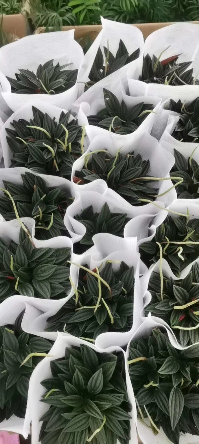 绿植盆栽多种(种类繁多，可以私聊发更多实景图，视频)