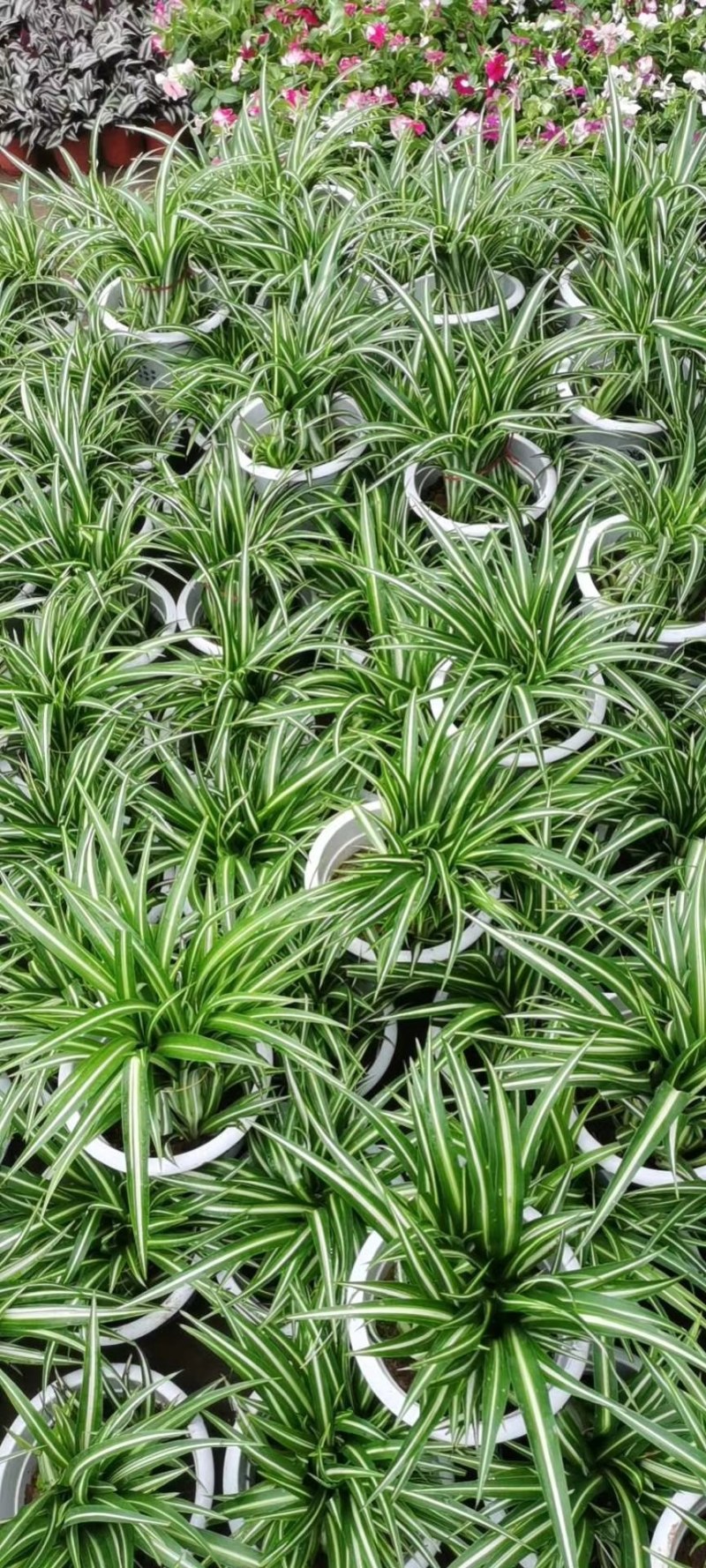 绿植盆栽多种(种类繁多，可以私聊发更多实景图，视频)