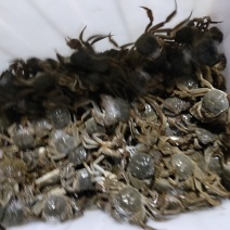垦利区黄河口优质大闸蟹