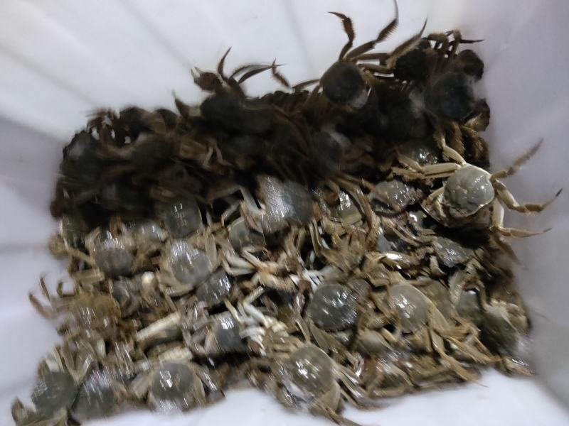 垦利区黄河口优质大闸蟹