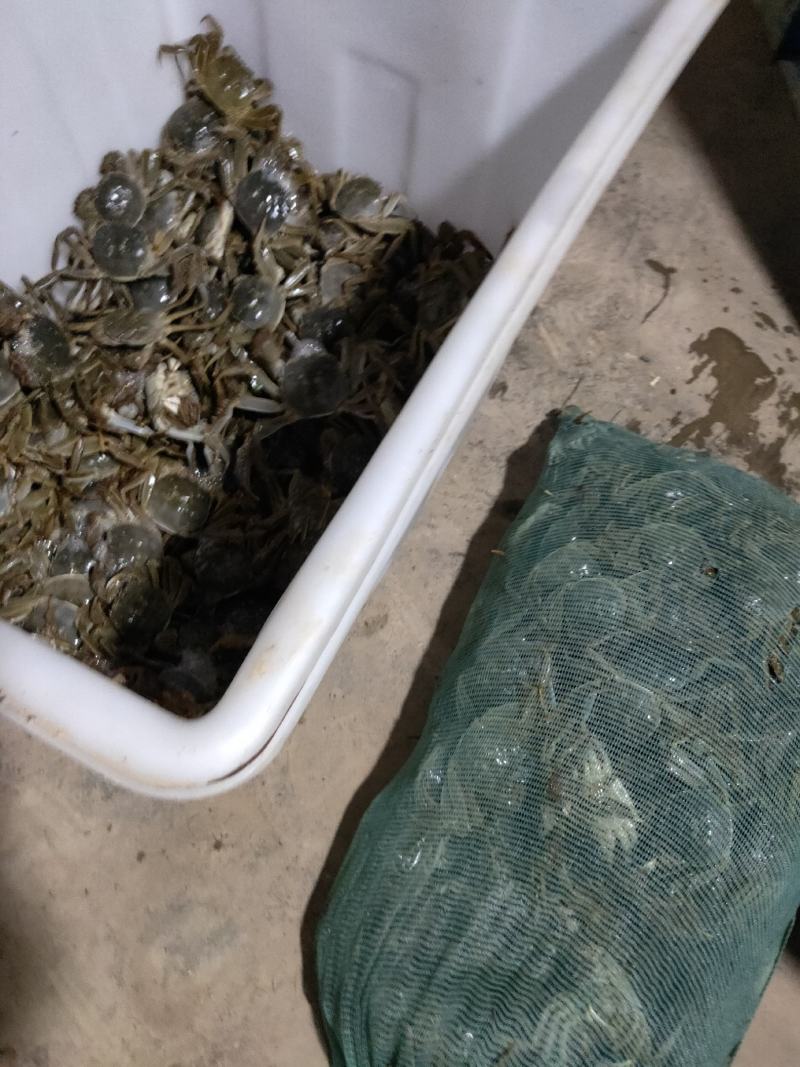 垦利区黄河口优质大闸蟹