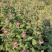 菊花基地直销量大从优