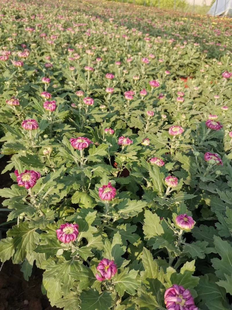 菊花基地直销量大从优