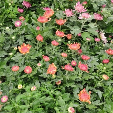 菊花基地直销量大从优