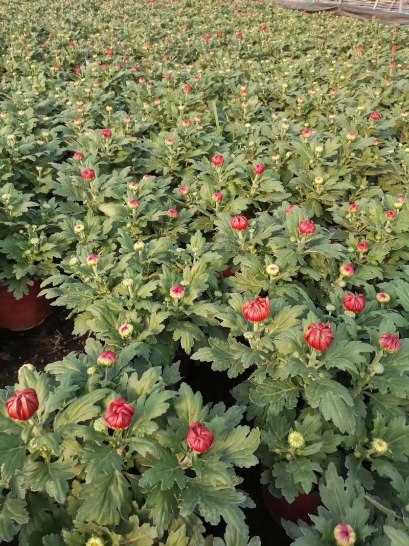 菊花基地直销量大从优