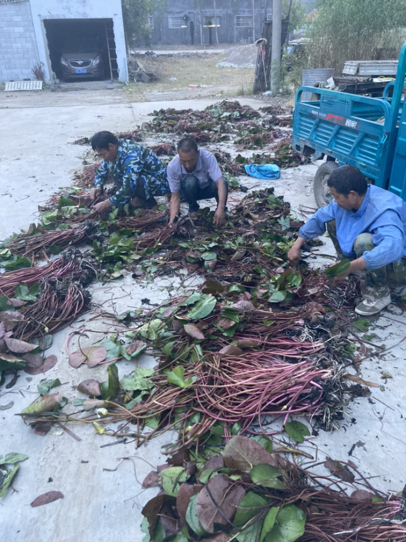 睡莲，红花，白花，黄花，精品睡莲苗，批发价