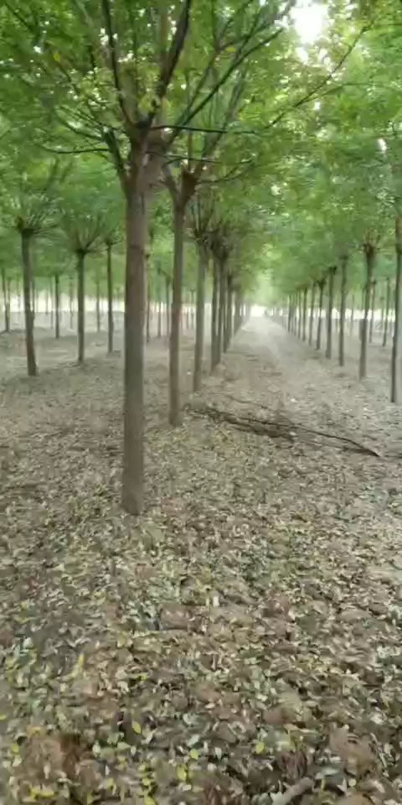 国槐，3到20的老式国槐，