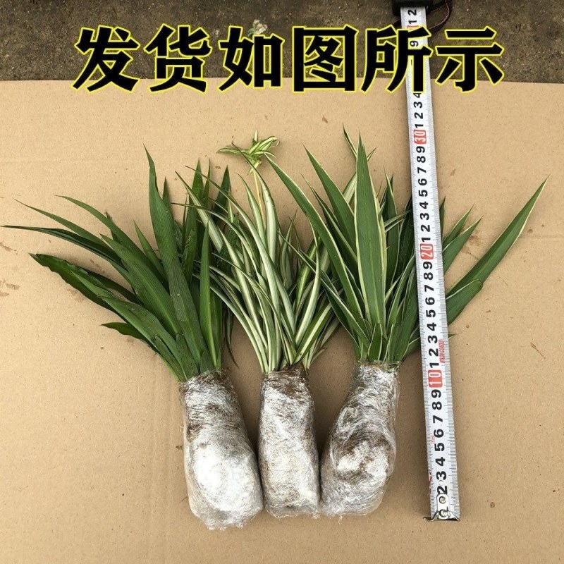金边吊兰植物室内好养花卉盆栽吸除去甲醛桌面小绿植水养水培