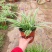 金边吊兰植物室内好养花卉盆栽吸除去甲醛桌面小绿植水养水培