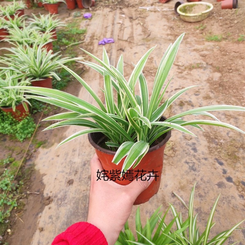 金边吊兰植物室内好养花卉盆栽吸除去甲醛桌面小绿植水养水培
