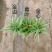 金边吊兰植物室内好养花卉盆栽吸除去甲醛桌面小绿植水养水培