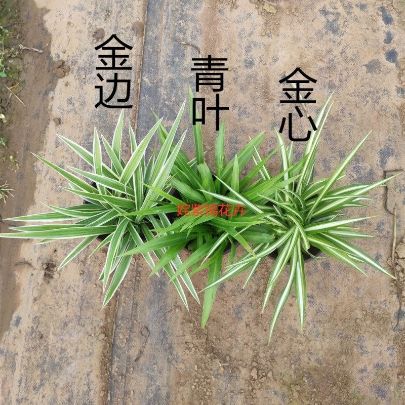 金边吊兰植物室内好养花卉盆栽吸除去甲醛桌面小绿植水养水培