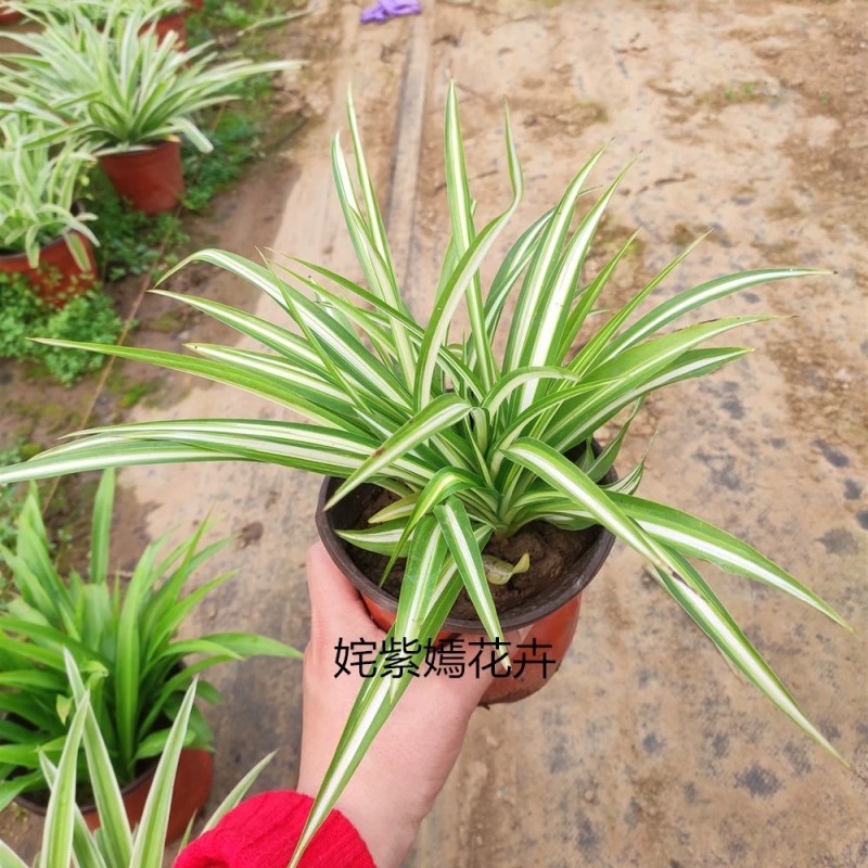 金边吊兰植物室内好养花卉盆栽吸除去甲醛桌面小绿植水养水培