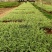金边吊兰植物室内好养花卉盆栽吸除去甲醛桌面小绿植水养水培