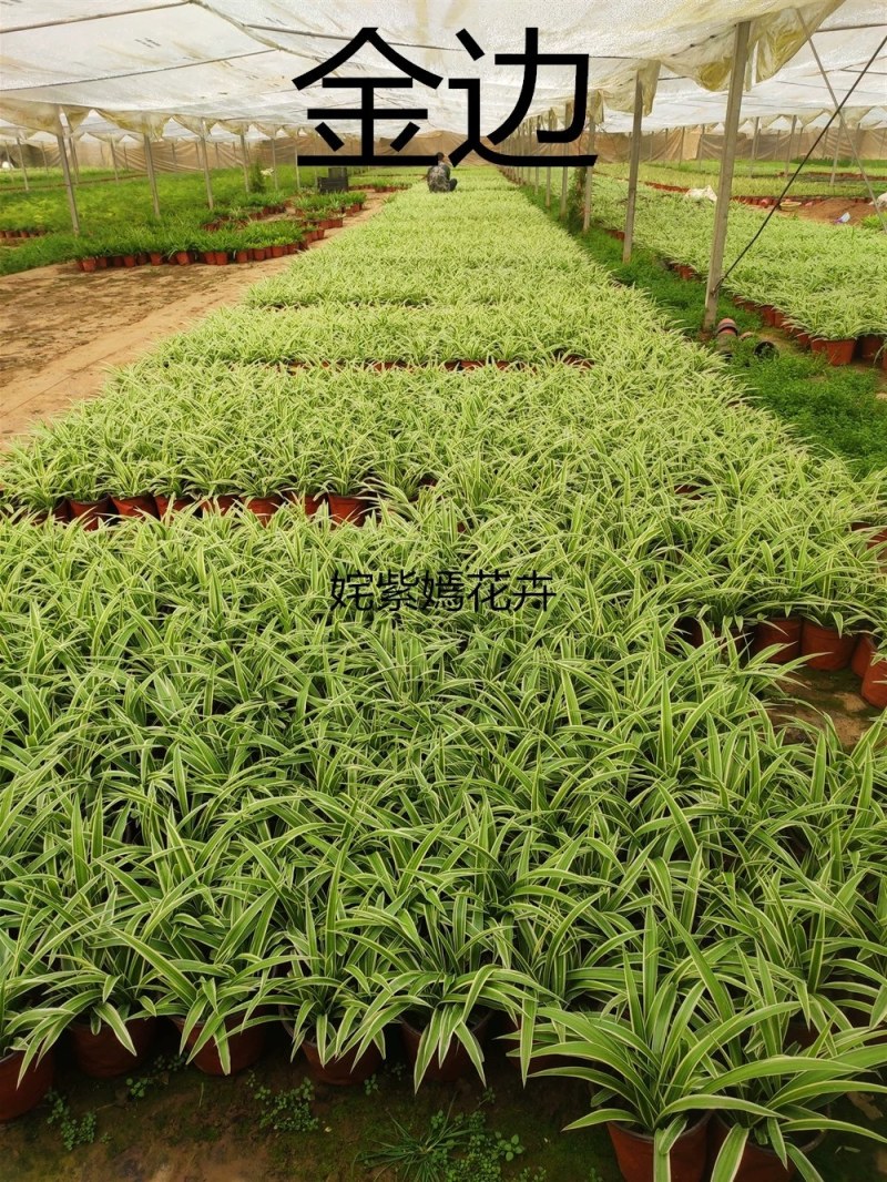 金边吊兰植物室内好养花卉盆栽吸除去甲醛桌面小绿植水养水培