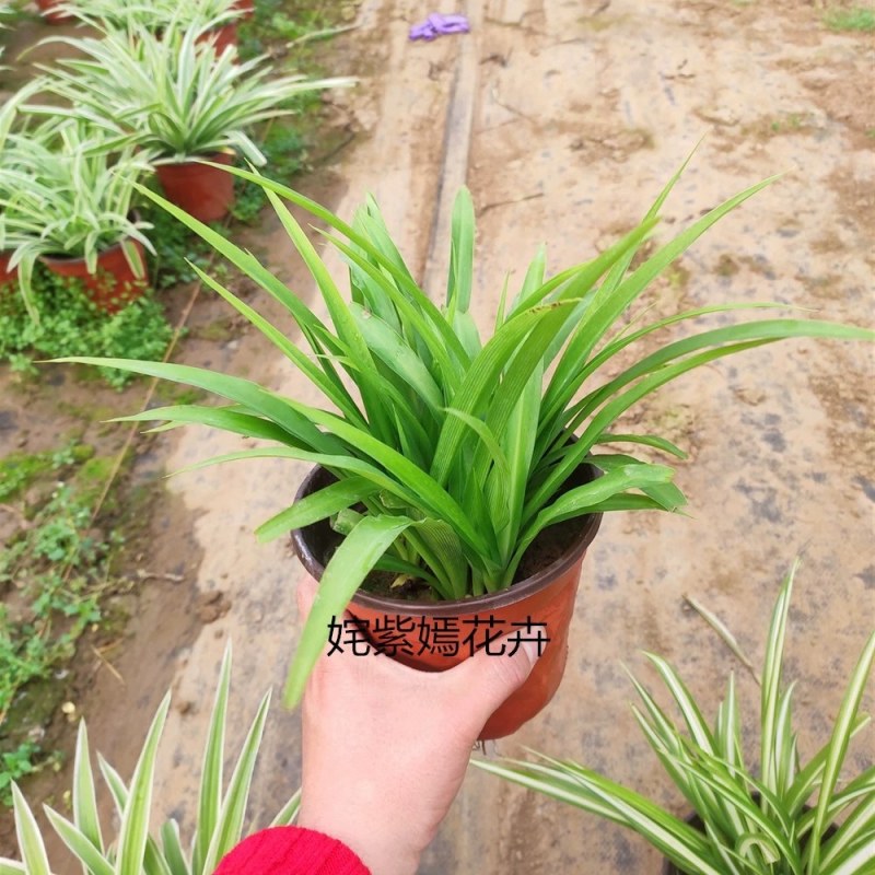 金边吊兰植物室内好养花卉盆栽吸除去甲醛桌面小绿植水养水培