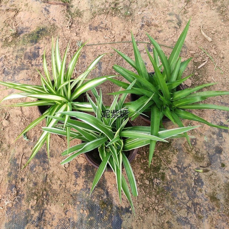金边吊兰植物室内好养花卉盆栽吸除去甲醛桌面小绿植水养水培