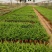 金边吊兰植物室内好养花卉盆栽吸除去甲醛桌面小绿植水养水培