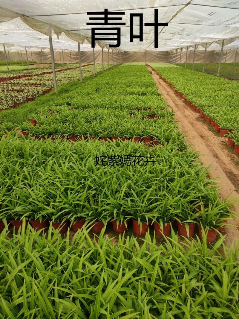 金边吊兰植物室内好养花卉盆栽吸除去甲醛桌面小绿植水养水培