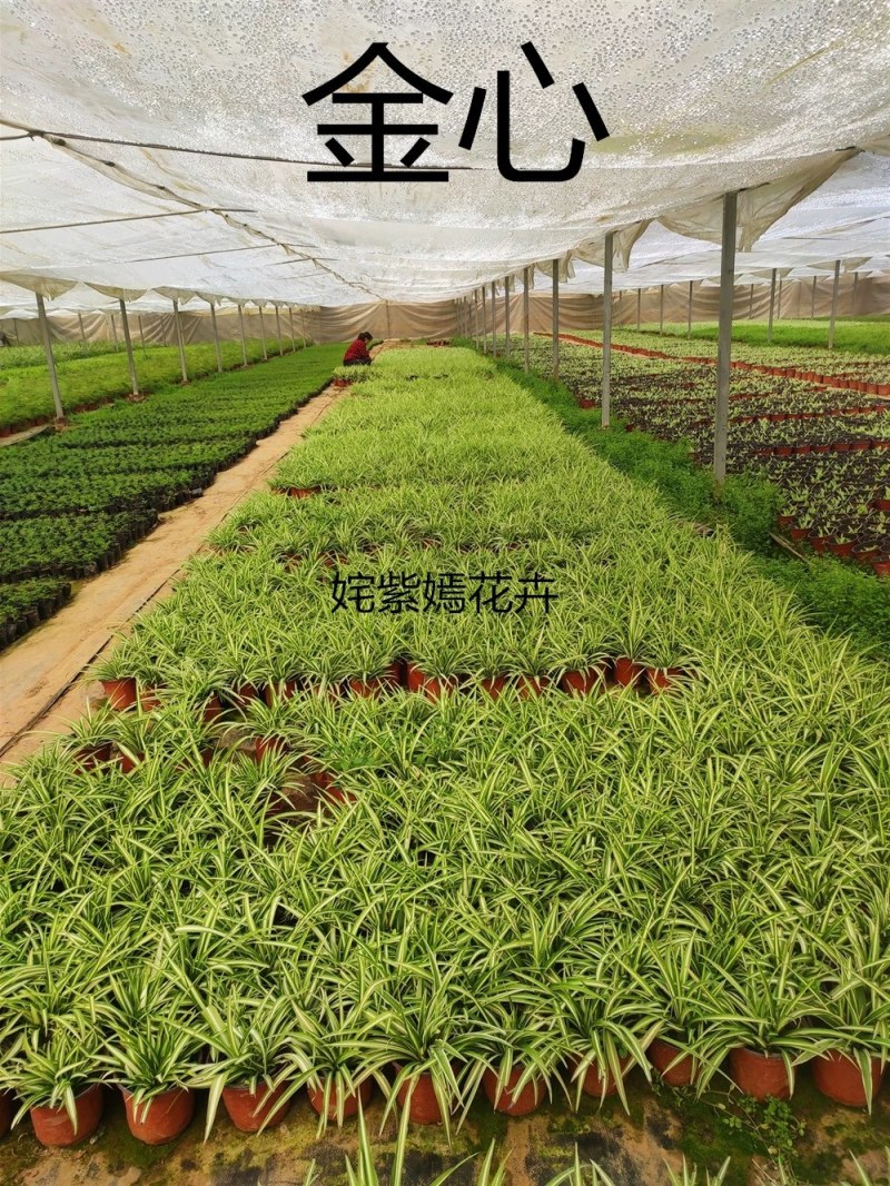 金边吊兰植物室内好养花卉盆栽吸除去甲醛桌面小绿植水养水培