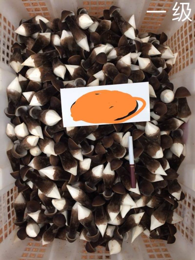优质黑皮鸡枞菌，诚招高端客户