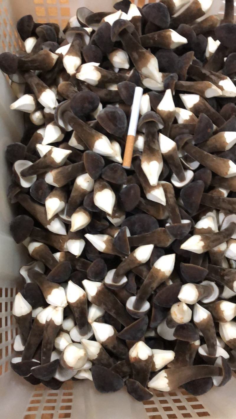 优质黑皮鸡枞菌，诚招高端客户