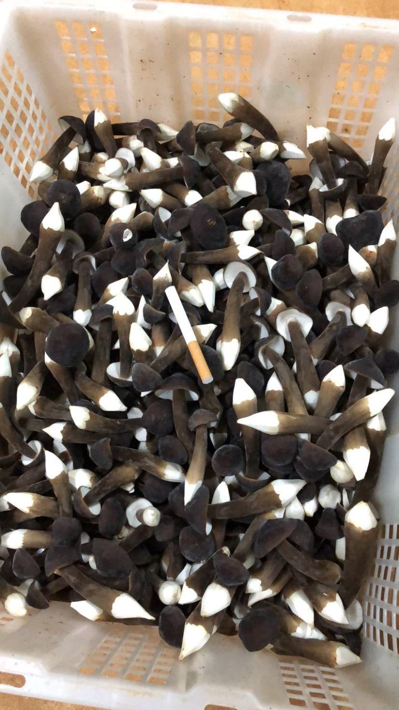 优质黑皮鸡枞菌，诚招高端客户