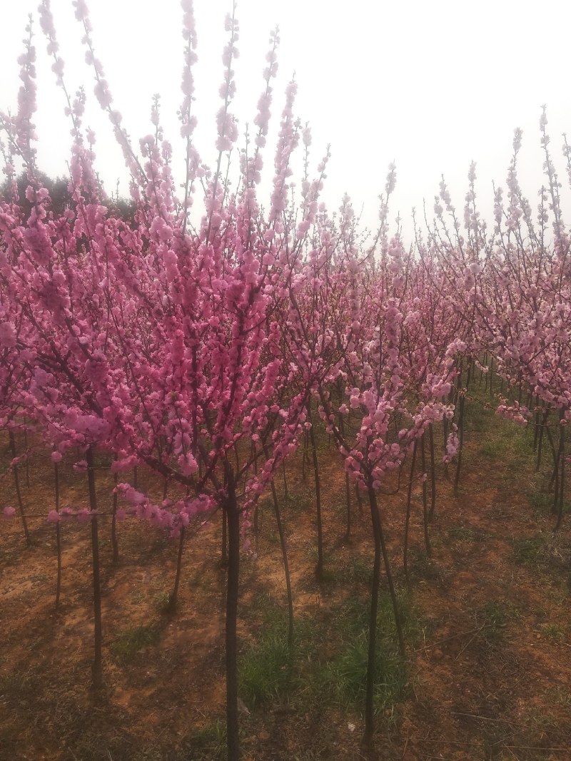 绿化苗木自己家苗圃，交通便利白皮松，五角枫，国槐等