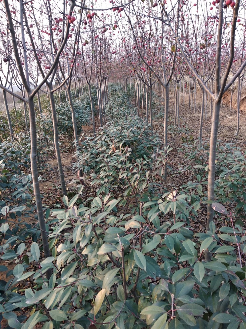 绿化苗木自己家苗圃，交通便利白皮松，五角枫，国槐等