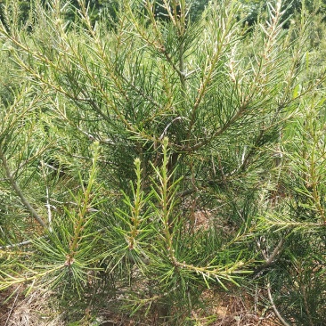 绿化苗木自己家苗圃，交通便利白皮松，五角枫，国槐等