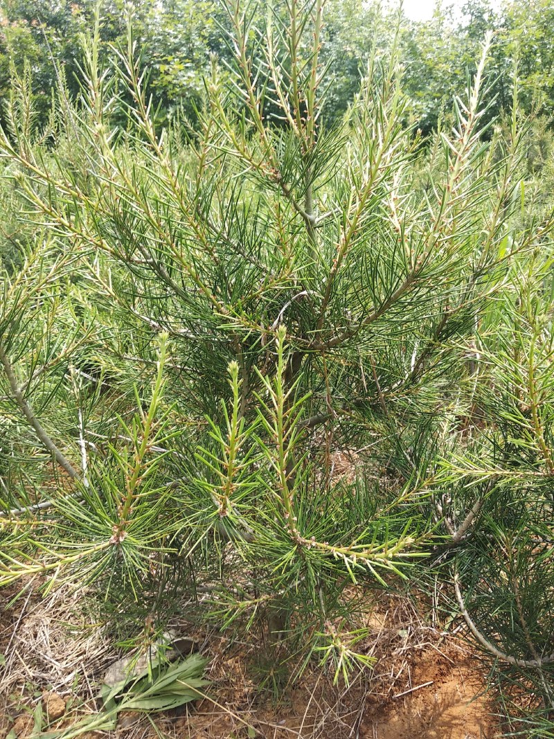 绿化苗木自己家苗圃，交通便利白皮松，五角枫，国槐等