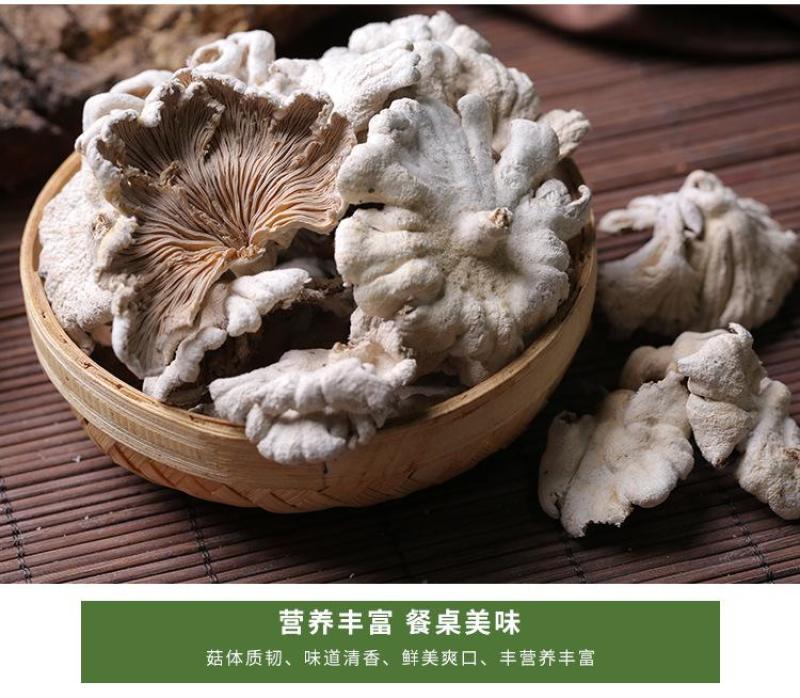 优质白参菌干品，懂行的来！