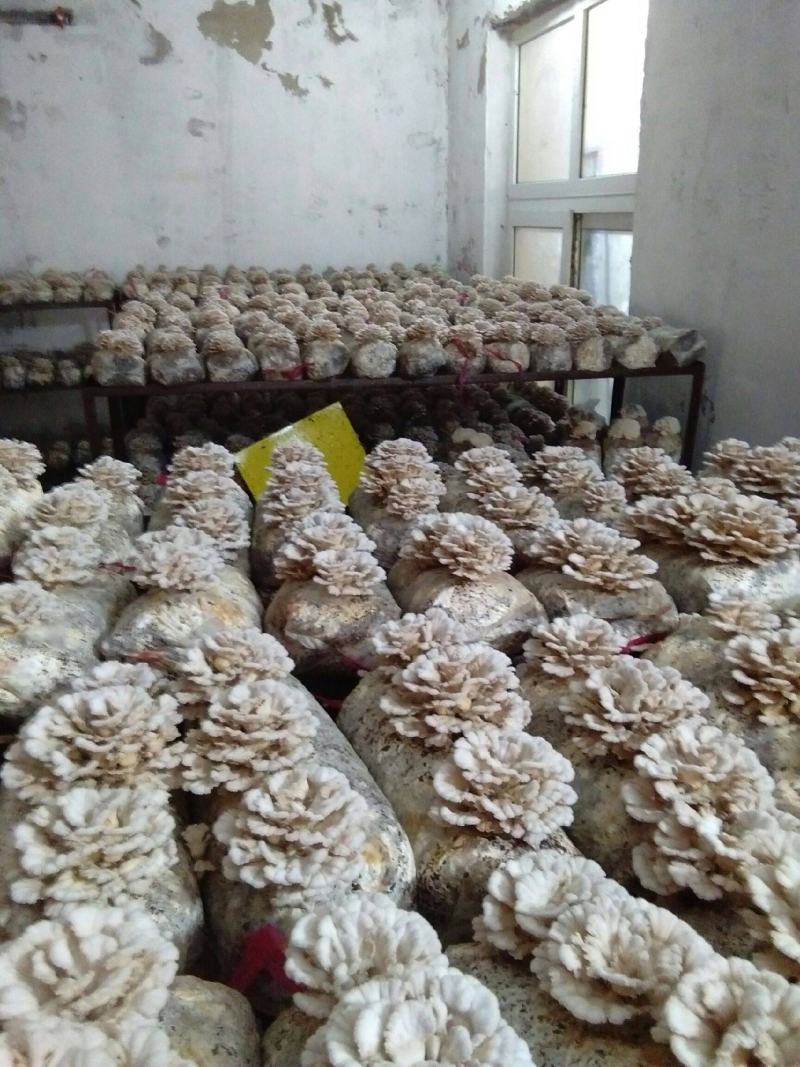 优质白参菌干品，懂行的来！
